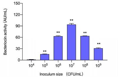 Bacillus subtilis BS-15 Effectively Improves Plantaricin Production and the Regulatory Biosynthesis in Lactiplantibacillus plantarum RX-8